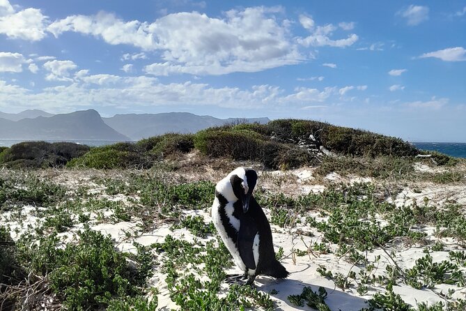 Table Mountain, Penguins & Cape of Good Hope Private Tour - Price and value: what the tour covers, and what you’ll pay on top