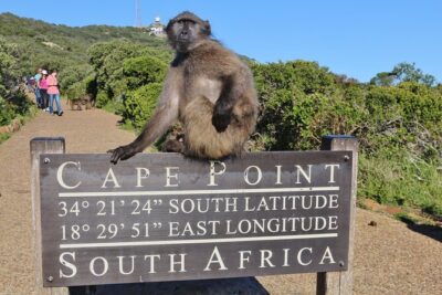 Table Mountain, Penguins & Cape Point Small Group Tour Cape Town