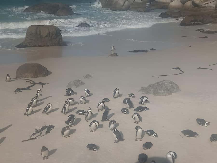 Table Mountain,Seals,Penguin,Cape of good hope,Bokaap , - Bo Kaap photo time with history context, not just snapshots