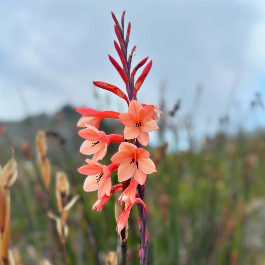 Table Mountain: Skeleton Gorge Hike - Kirstenbosch Gardens, Where the Day Gets Its Tempo