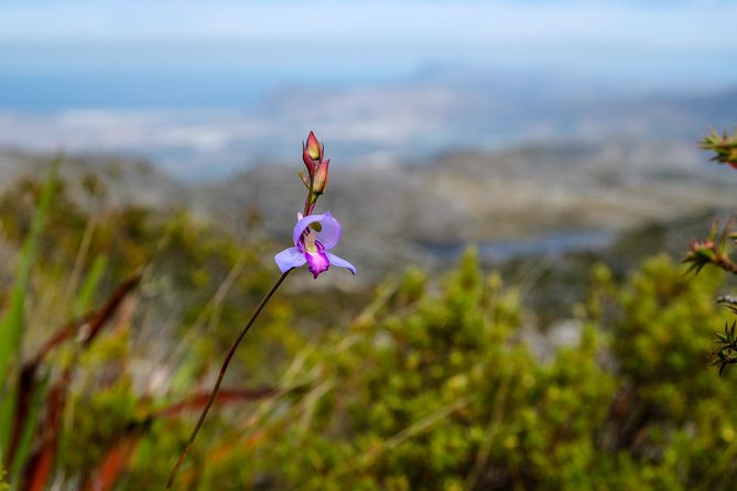 Table Mountain Summit Hike via Kasteelspoort - Weather, what to bring, and how to keep the hike enjoyable
