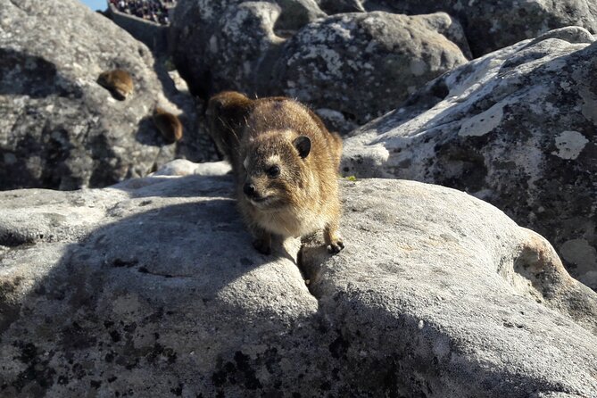 Table Mountain Summit Walk for the Whole Family - PRIVATE - The front edge walk: city, Lion’s Head, and Table Bay views