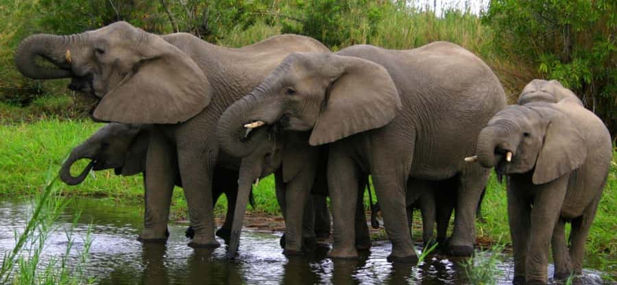Tala Game Reserve & Natal Lion Park 1/2 Day Tour from Durban - Key things to know before you go