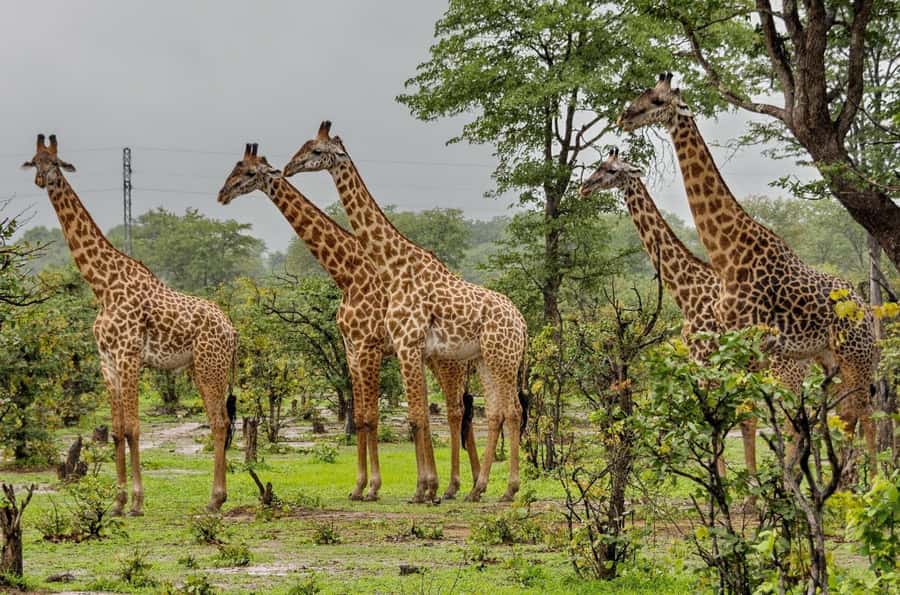 Tala Game Reserve & Natal Lion Park 1/2 Day Tour from Durban - Should you book Tala Game Reserve and Natal Lion Park?