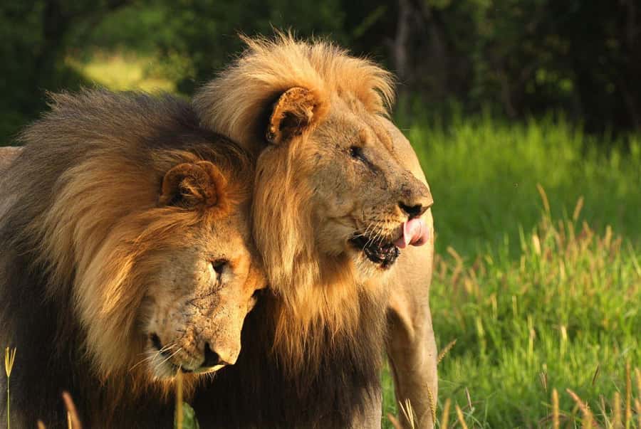 Tala Game Reserve & Natal Lion Park 1/2 Day Tour from Durban - Tala Game Reserve game drive: 3,000 hectares and 380+ bird species