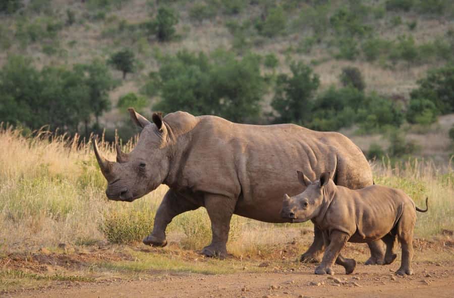 Tala Game Reserve & Natal Lion Park 1/2 Day Tour from Durban - Natal Lion Park short drive: lions, elephants, and small-animal sightings