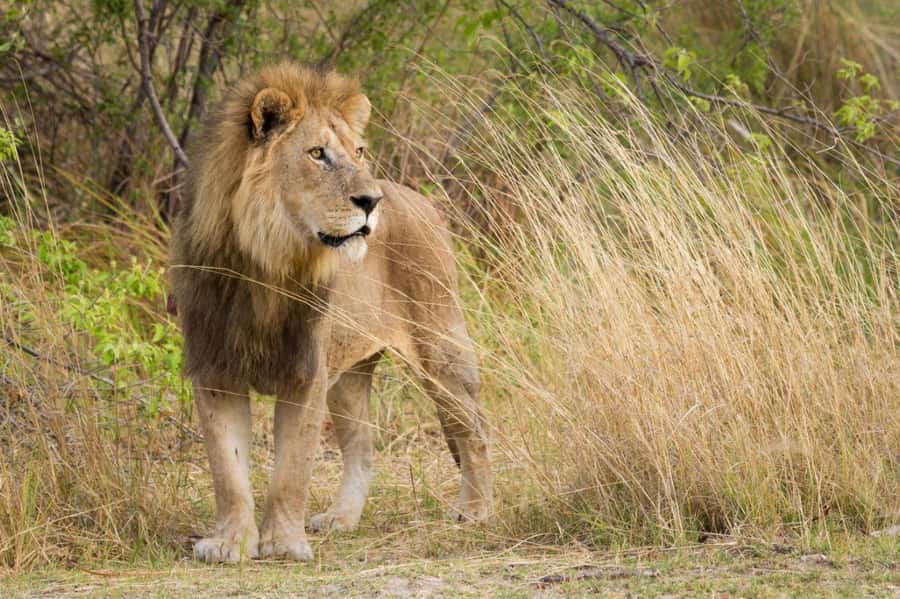 Tala Game Reserve & Natal Lion Park 1/2 Day Tour from Durban - Price and value at $190 per person