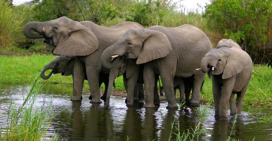 Tala Game Reserve & Natal Lion Park 1/2 Day Tour from Durban - Who this tour suits best in KwaZulu-Natal