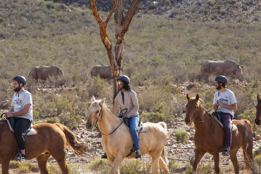 The Best Private Cape Town Safari Day Trip - Aquila Big 5 - 09h00 to 10h00: welcome drinks and buffet breakfast