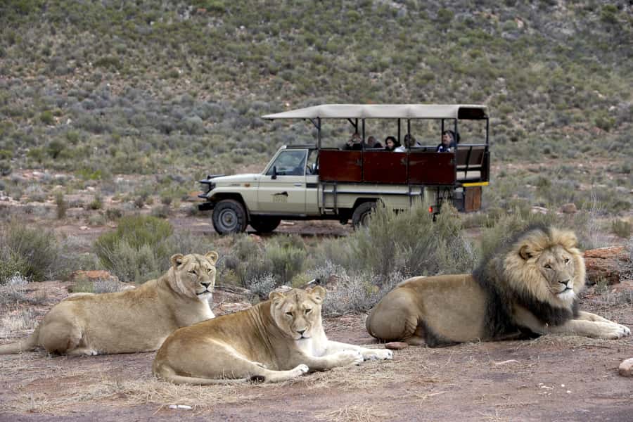 The Best Private Cape Town Safari Day Trip - Aquila Big 5 - The open safari drive: 10h15 to about 12:15 or 12:30