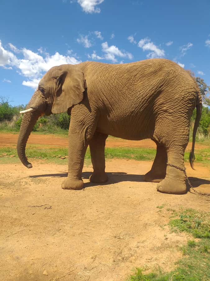 The Elephant and Monkey Sanctuary. - Pickup from Sandton and Johannesburg: your day starts smoothly