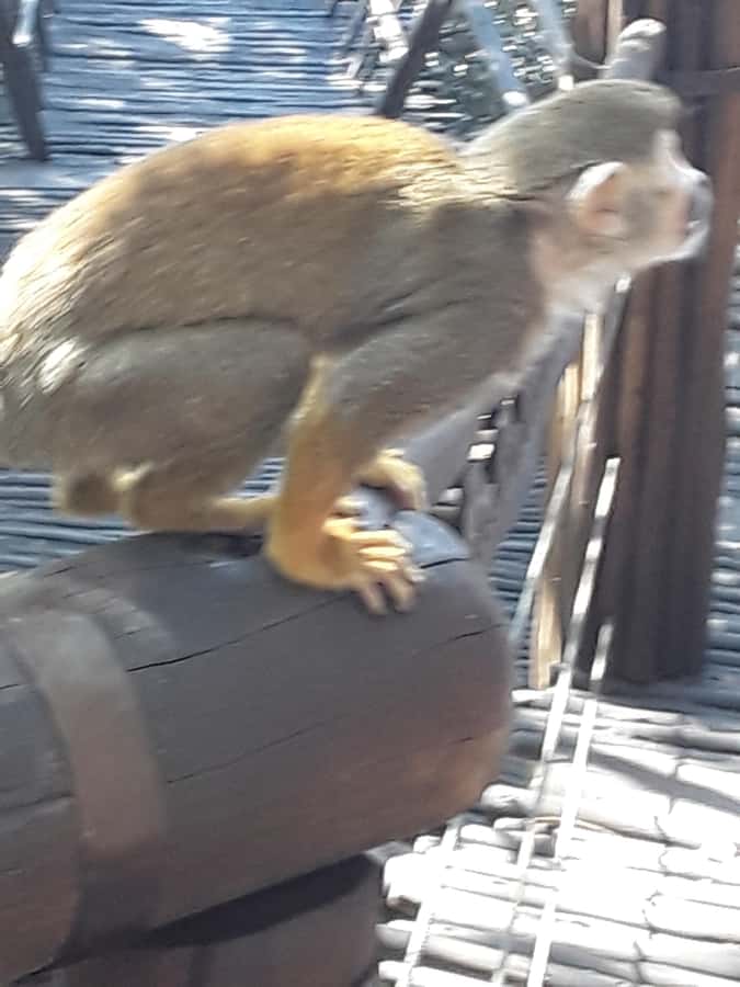The Elephant and Monkey Sanctuary. - What to bring (and what not to bring) so the day stays stress-free