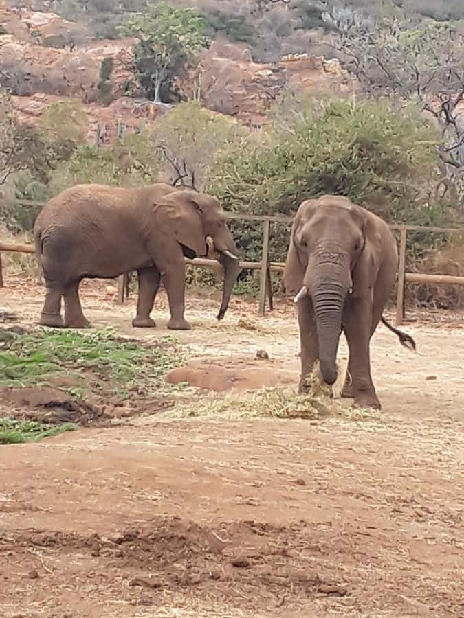 The Elephant and Monkey Sanctuary. - The Magaliesburg and Hartbeespoort Dam drive that sets the tone