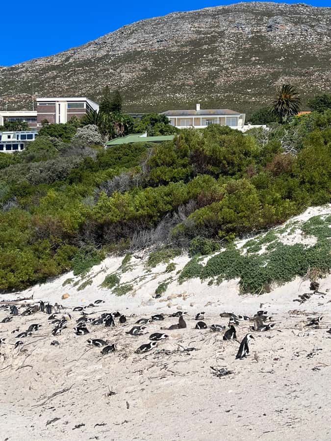 The Ultimate Cape of Good Hope Experience - A 10-hour route that makes the Peninsula make sense