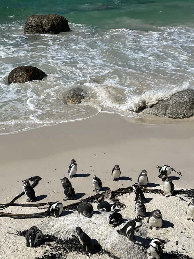 The Ultimate Cape of Good Hope Experience - Boulders Penguins: your best payoff per hour