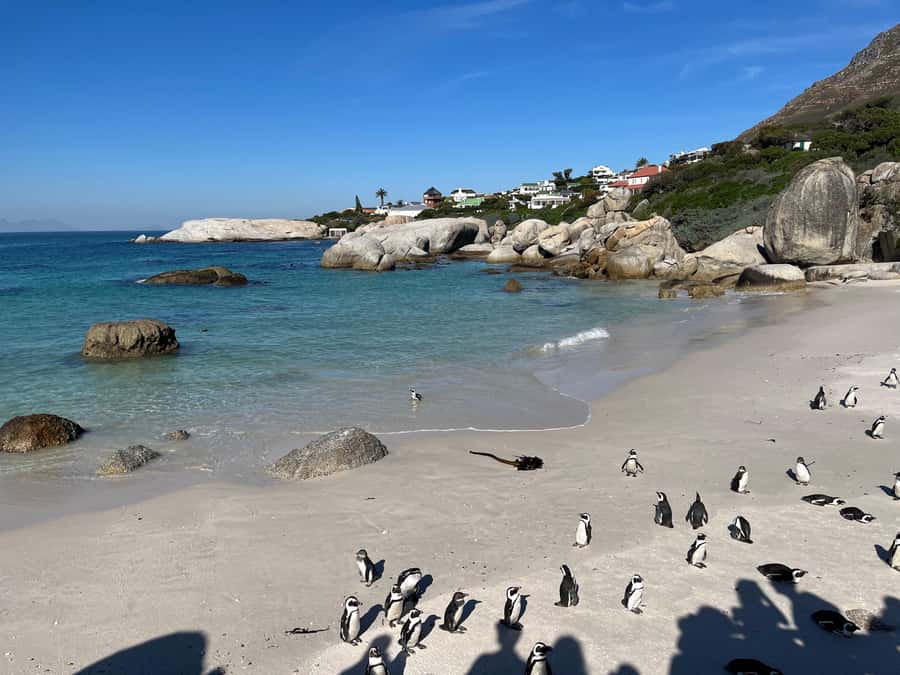 The Ultimate Cape of Good Hope Experience - New Cape Point Lighthouse: views, timing, and the fun you earn