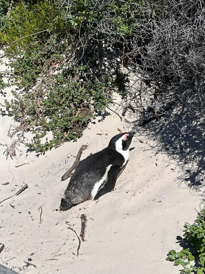 The Ultimate Cape of Good Hope Experience - The guide matters, especially when you want the why