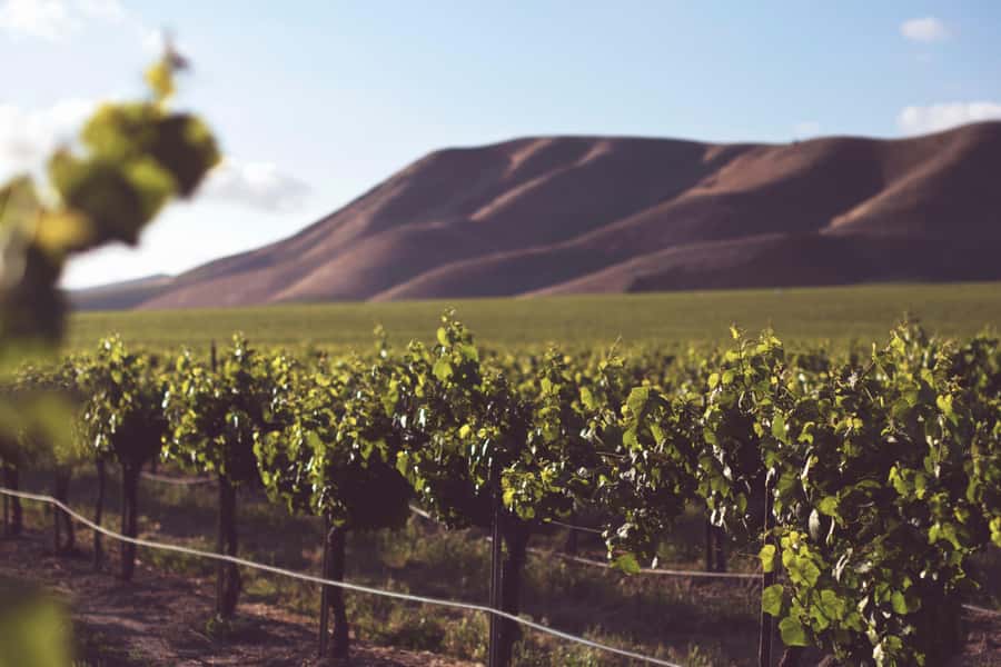 Tour the Winelands: Stellenbosch to Franschhoek - Fairview Wine and Cheese Farm: 45 Minutes of Real Pairing Logic