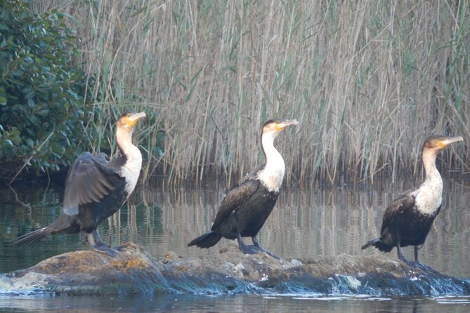Touw River Boat Cruise - Wilderness National Park - The 90-minute plan, step-by-step, once you’re on the water