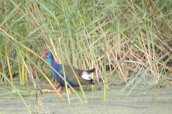 Touw River Boat Cruise - Wilderness National Park - Wildlife: what you’re most likely to see, and how to improve your odds