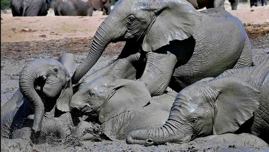 Visit Port Elizabeth :Addo Elephant Park Wildlife Safari - Key highlights that make this Addo safari worth your time