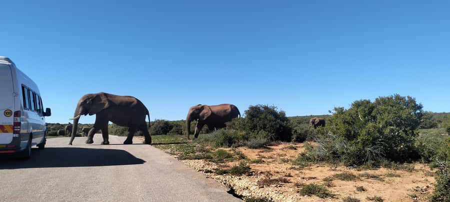 Visit Port Elizabeth :Addo Elephant Park Wildlife Safari - What to watch for on the day