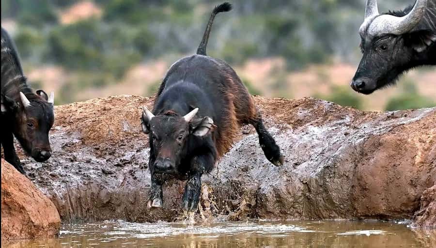 Visit Port Elizabeth :Addo Elephant Park Wildlife Safari - From Port Elizabeth pickup to the game-drive start