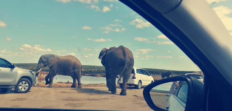 Visit Port Elizabeth :Addo Elephant Park Wildlife Safari - Where the best sightings come from: guide skill and vehicle positioning