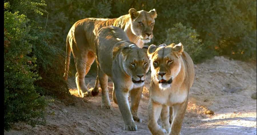 Visit Port Elizabeth :Addo Elephant Park Wildlife Safari - Elephants up close, plus the Big Five-style focus