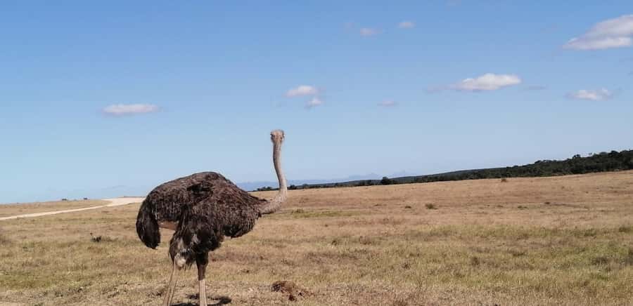 Visit Port Elizabeth :Addo Elephant Park Wildlife Safari - Lunch in the park: a quick reset that keeps the safari fun