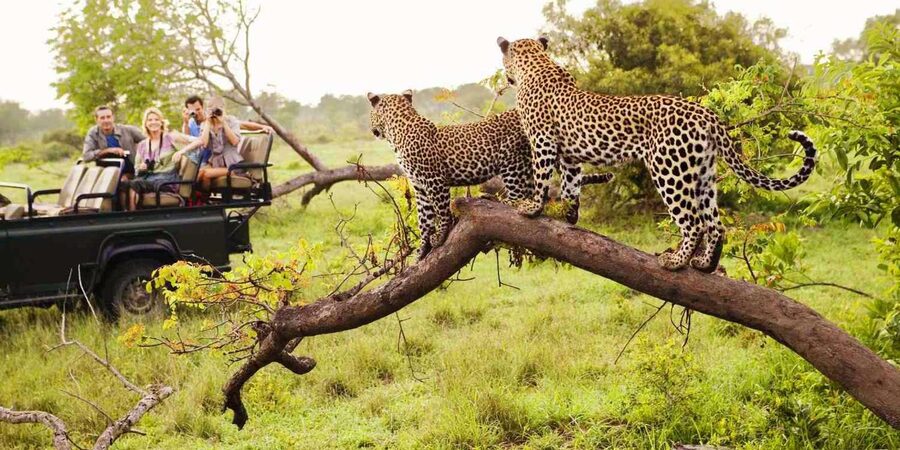 Visit Port Elizabeth :Addo Elephant Park Wildlife Safari - Photography and what to bring (and what not to)