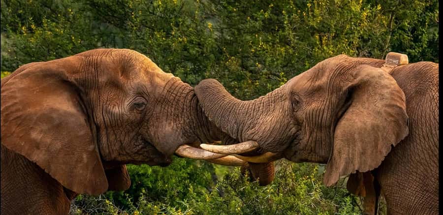 Visit Port Elizabeth :Addo Elephant Park Wildlife Safari - A real 4-hour guided route inside Addo’s habitats