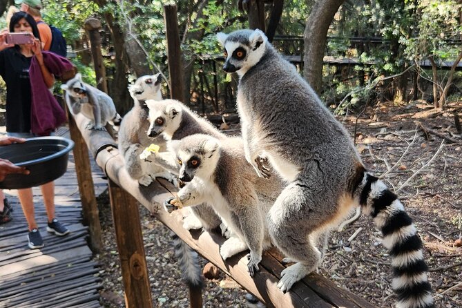 Walk with Elephants Experience plus Monkey Forest Walk - Elephant Sanctuary Hartbeespoort Dam: Walking With Gentle Giants and Learning Personalities
