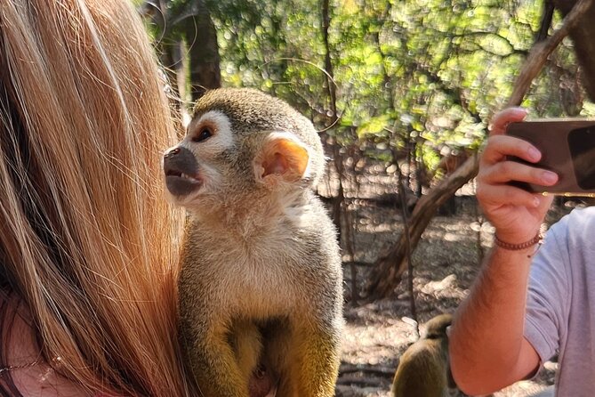 Walk with Elephants Experience plus Monkey Forest Walk - Monkey Sanctuary Walk: Wooden Paths, a Swinging Bridge, and Shoulder-Surfing Rescues