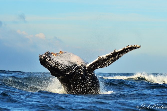 Whale, Dolphin & Penguin Island Cruise - A 4-hour marine safari on Algoa Bay waters