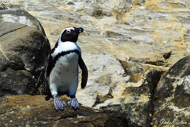 Whale, Dolphin & Penguin Island Cruise - Meeting point, boat feel, and why small groups change everything