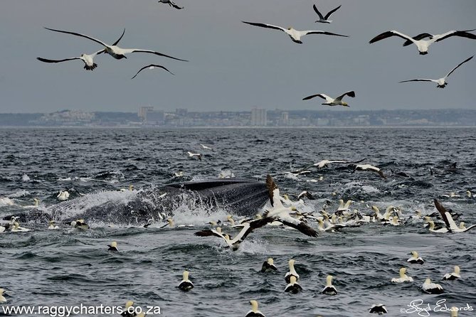 Whale, Dolphin & Penguin Island Cruise - Dolphins on a bow-wave mission: bottlenose and common species