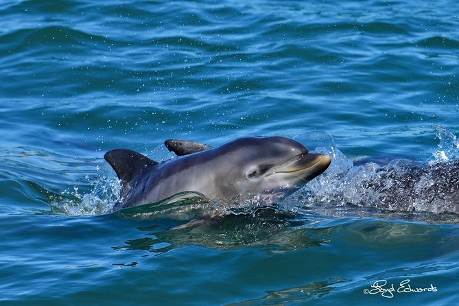 Whale, Dolphin & Penguin Island Cruise - St. Croix Island penguin encounters, plus the birds that share the island