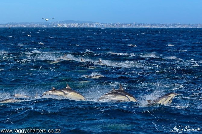 Whale, Dolphin & Penguin Island Cruise - Other marine wildlife you may spot on the water