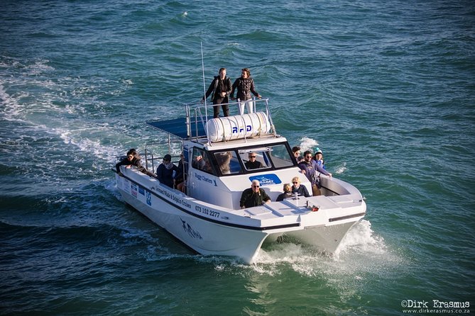 Whale, Dolphin & Penguin Island Cruise - The crew experience: safety, skill, and conservation messaging