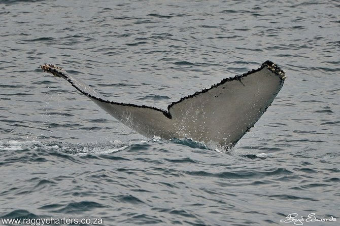 Whale, Dolphin & Penguin Island Cruise - Who should book this cruise, and who might prefer something else