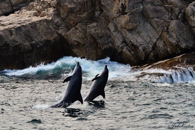 Whale, Dolphin & Penguin Island Cruise - Wildlife timing: humpback whales and southern right chances