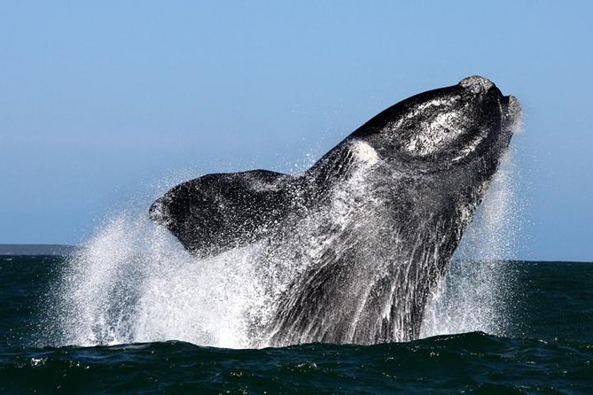 Whale Watching from Gansbaai - Quick takeaways before you go