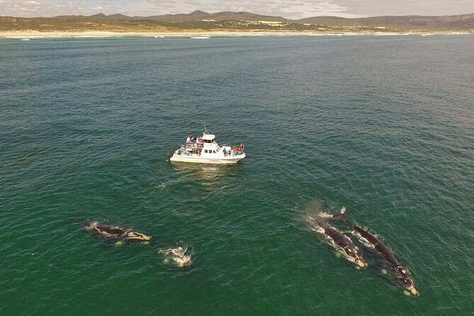 Whale Watching from Gansbaai - Why whale watching from Gansbaai feels different