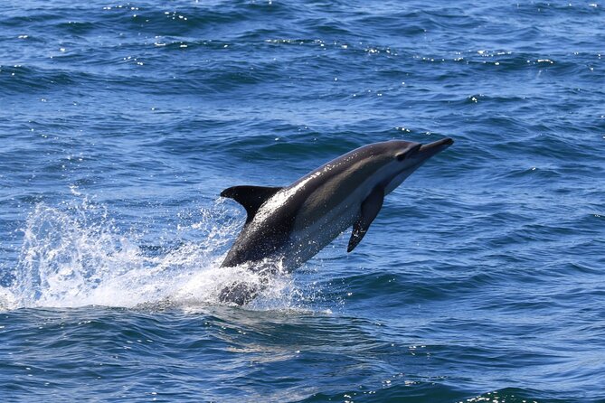 Whale Watching from Gansbaai - What else you might see: dolphins, sharks, penguins, and more whales