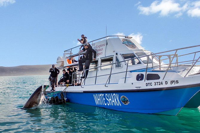 Whale Watching from Gansbaai - Boat comfort, group size, and how to pick your gear