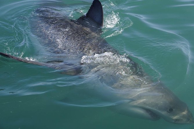 Whale Watching from Gansbaai - The guides on board: why their work changes everything