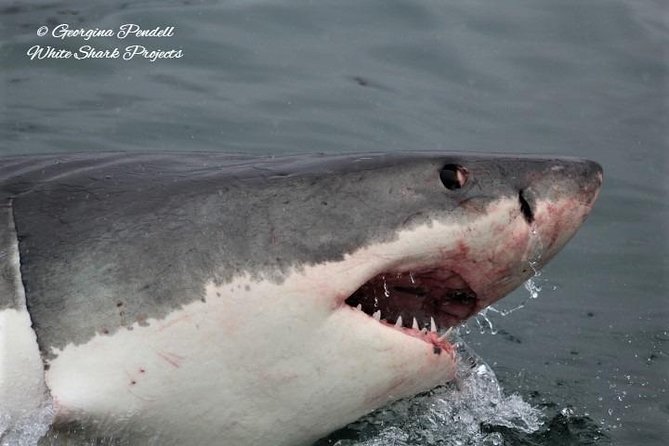 Whale Watching from Gansbaai - Timing, weather, and the simple “calm day” advantage