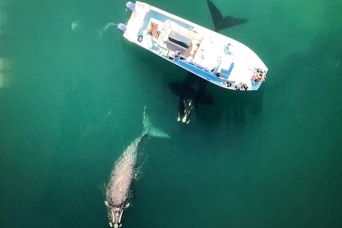 Whale Watching from Gansbaai - Spotting southern right whales near the De Keldar coastline