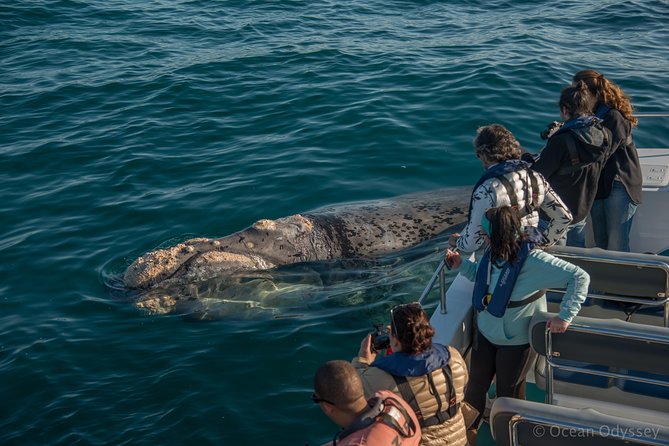 Whale Watching Knysna - Close Encounter Experience Ocean Odyssey - Why Knysna’s close-encounter rules make the trip worth it
